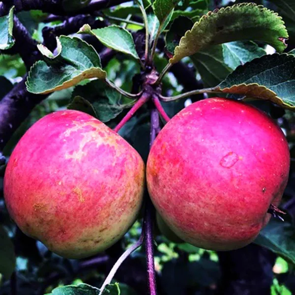 Pink_Lady_Apple_Seb_Grafted_Fruit_Plant_(1.5-3_Feet_Height)