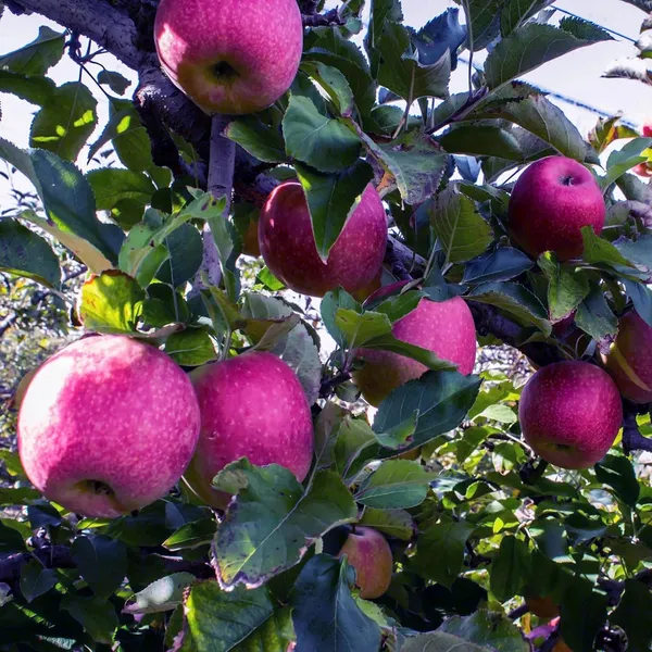 Pink_Lady_Apple_Seb_Grafted_Fruit_Plant_(1.5-3_Feet_Height)