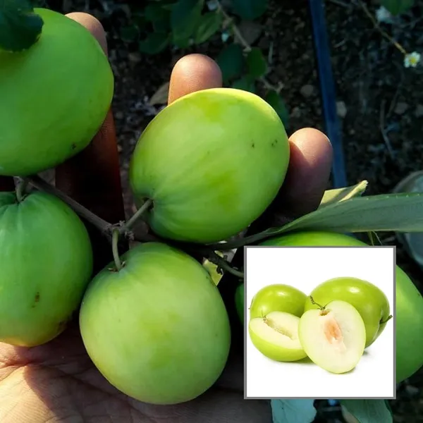 B_U_Apple_Ber_Jujube_Kul_Grafted_Fruit_Plant_(1-2_Feet_Height)