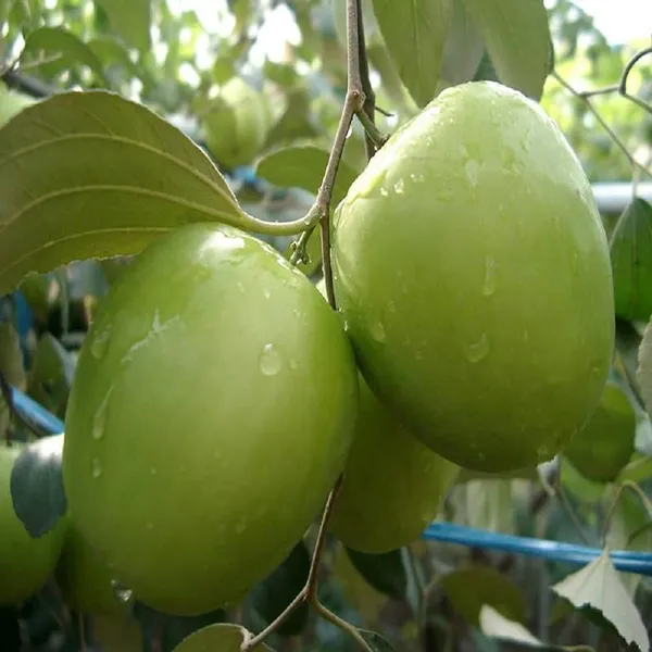 B_U_Apple_Ber_Jujube_Kul_Grafted_Fruit_Plant_(1-2_Feet_Height)