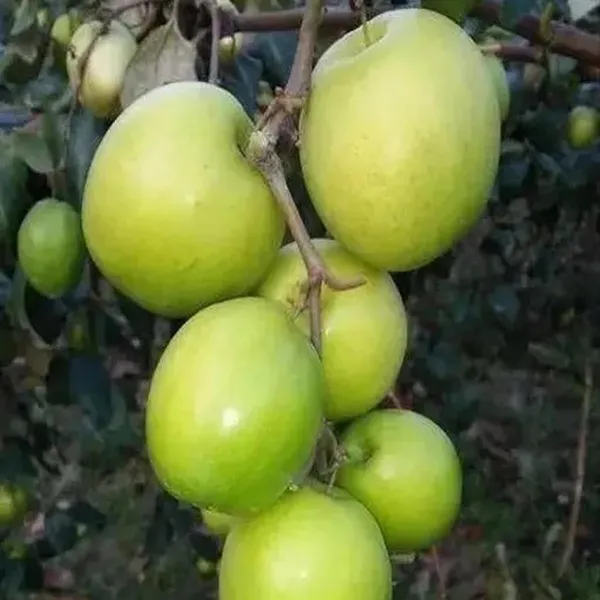 B_U_Apple_Ber_Jujube_Kul_Grafted_Fruit_Plant_(1-2_Feet_Height)