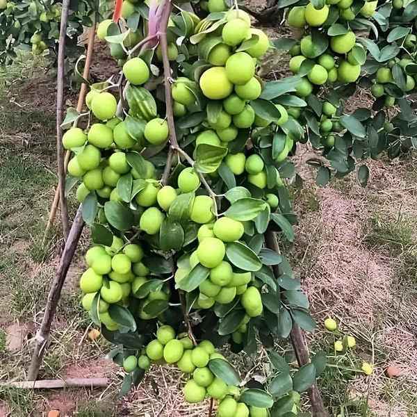 B_U_Apple_Ber_Jujube_Kul_Grafted_Fruit_Plant_(1-2_Feet_Height)