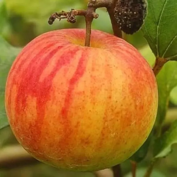 Ball_Sundari_Apple_Ber_Jujube_Kul_Grafted_Fruit_Plant_(1-2_Feet_Height)