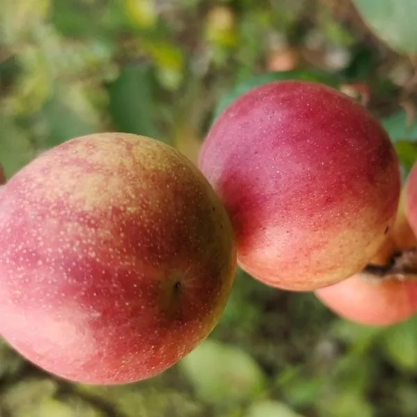 Ball_Sundari_Apple_Ber_Jujube_Kul_Grafted_Fruit_Plant_(1-2_Feet_Height)