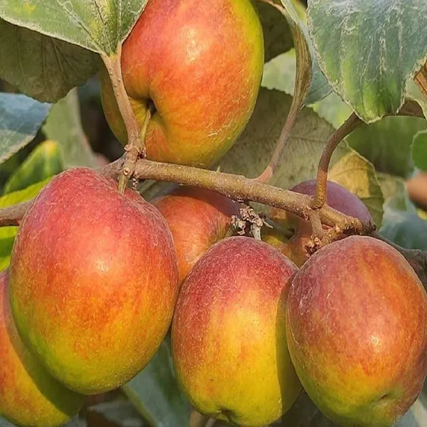 Ball_Sundari_Apple_Ber_Jujube_Kul_Grafted_Fruit_Plant_(1-2_Feet_Height)