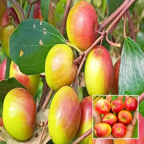 Miss_India_Apple_Ber_Jujube_Kul_Grafted_Fruit_Plant_(1-2_Feet_Height)