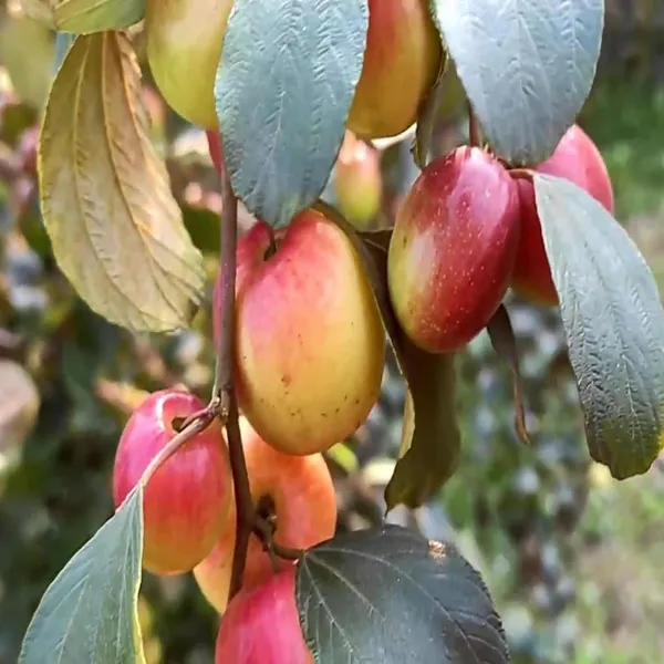 Miss_India_Apple_Ber_Jujube_Kul_Grafted_Fruit_Plant_(1-2_Feet_Height)