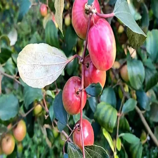 Miss_India_Apple_Ber_Jujube_Kul_Grafted_Fruit_Plant_(1-2_Feet_Height)