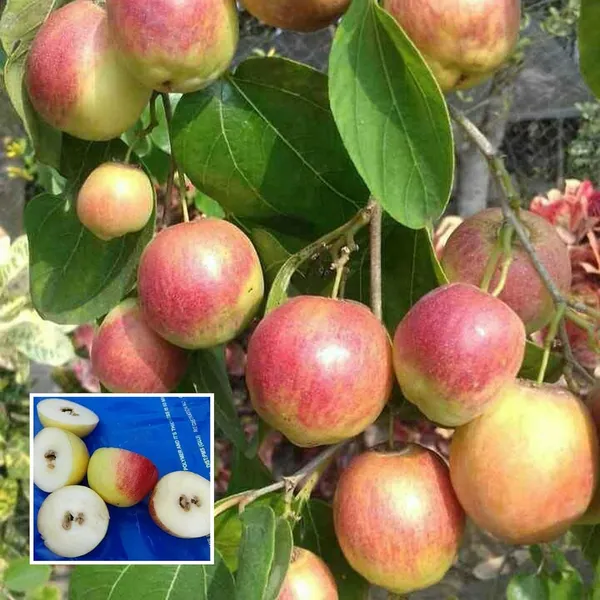 Seedless_Apple_Ber_Jujube_Kul_Grafted_Fruit_Plant_(1-2_Feet_Height)