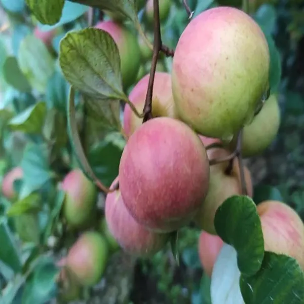 Seedless_Apple_Ber_Jujube_Kul_Grafted_Fruit_Plant_(1-2_Feet_Height)