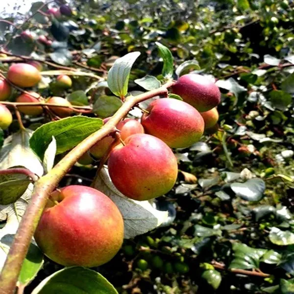 Seedless_Apple_Ber_Jujube_Kul_Grafted_Fruit_Plant_(1-2_Feet_Height)