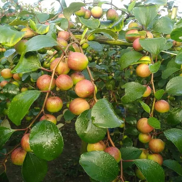 Seedless_Apple_Ber_Jujube_Kul_Grafted_Fruit_Plant_(1-2_Feet_Height)