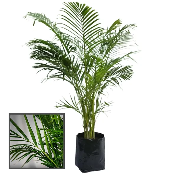 Areca_Palm_Air_Purifier_Plant_(1.5-3_Feet_Height)