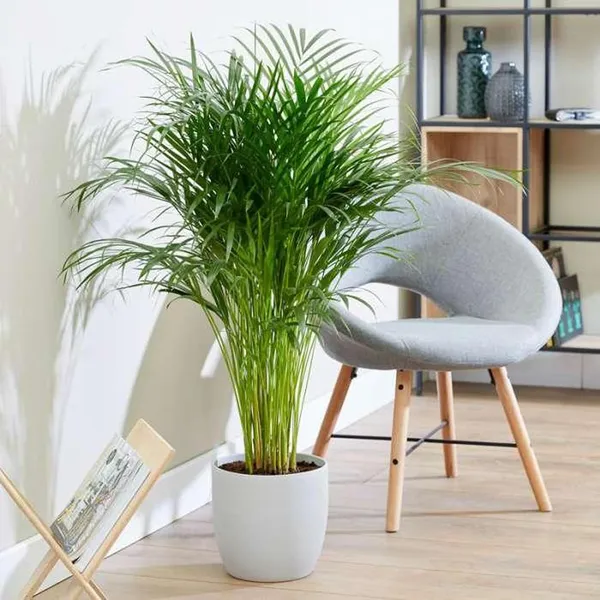 Areca_Palm_Air_Purifier_Plant_(1.5-3_Feet_Height)