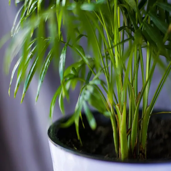 Areca_Palm_Air_Purifier_Plant_(1.5-3_Feet_Height)