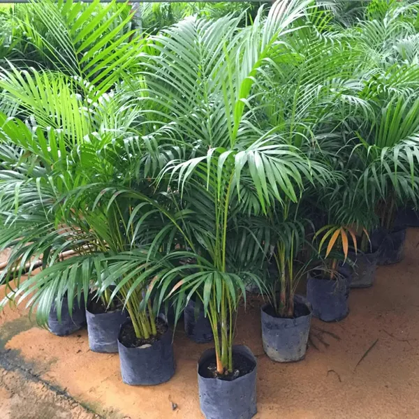 Areca_Palm_Air_Purifier_Plant_(1.5-3_Feet_Height)