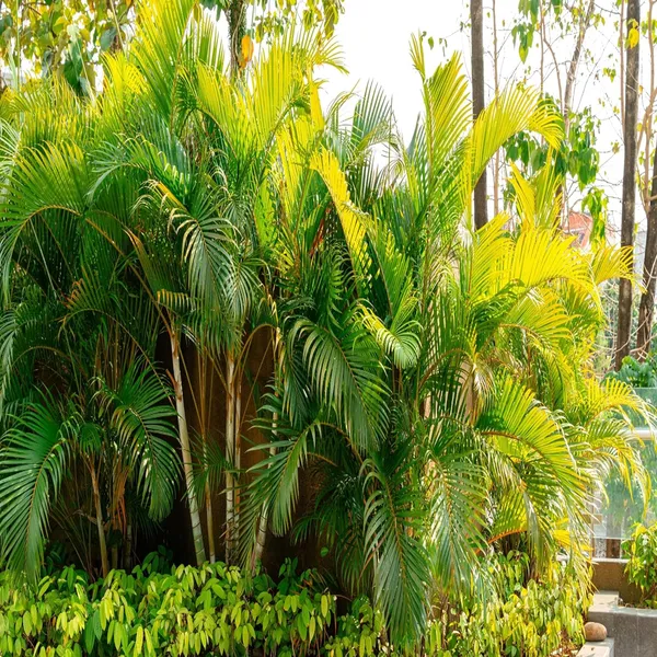 Areca_Palm_Air_Purifier_Plant_(1.5-3_Feet_Height)