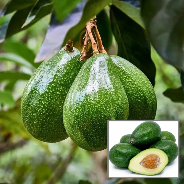 Seedling_Avocado_Butter_Fruit_Plant_(1.5-2_Feet_Height)