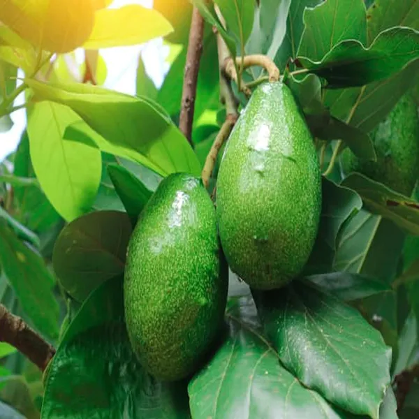 Seedling_Avocado_Butter_Fruit_Plant_(1.5-2_Feet_Height)