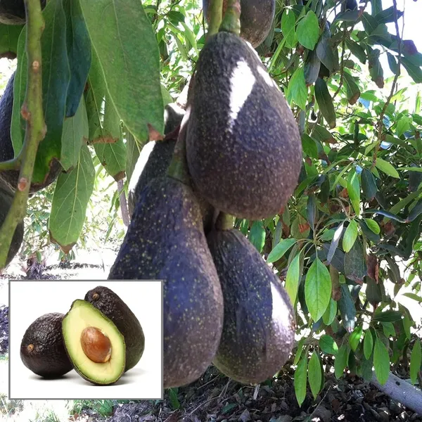 Lamb_Hass_Avocado_Butter_Fruit_Grafted_Plant_(1.5-2_Feet_Height)