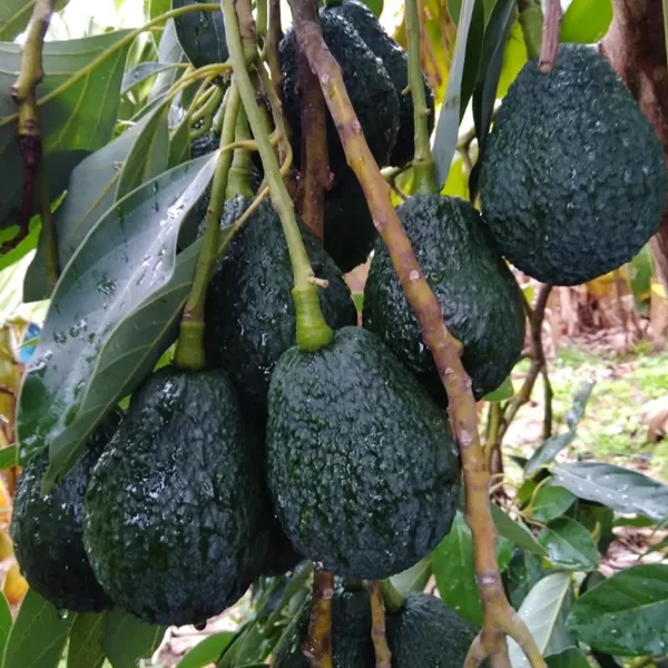 Lamb_Hass_Avocado_Butter_Fruit_Grafted_Plant_(1.5-2_Feet_Height)