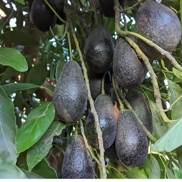 Lamb_Hass_Avocado_Butter_Fruit_Grafted_Plant_(1.5-2_Feet_Height)
