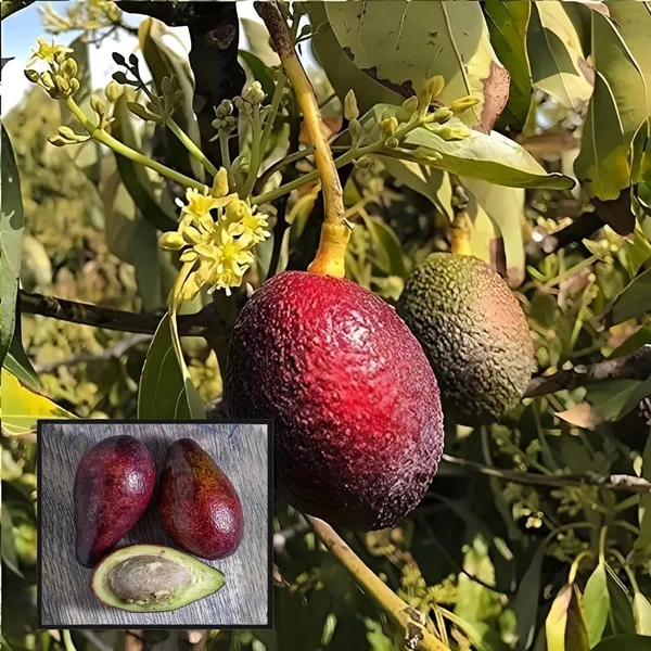 Miami_Red_Avocado_Butter_Fruit_Grafted_Plant_(1.5-2_Feet_Height)