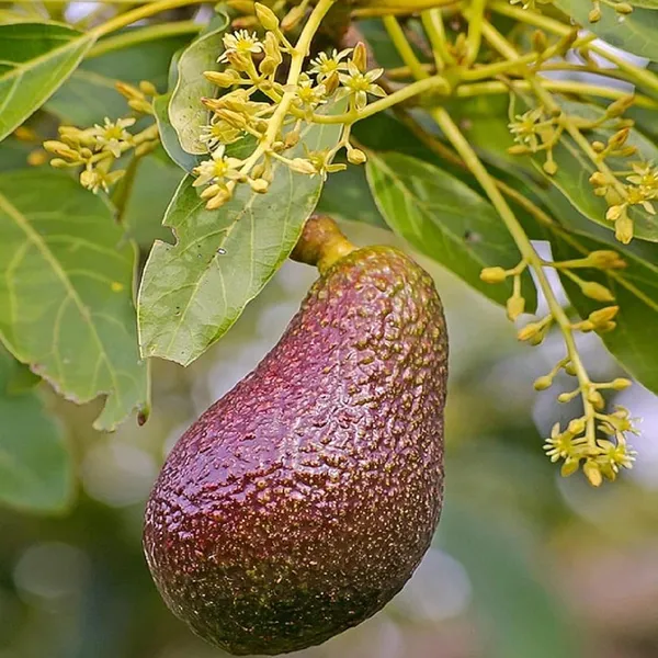 Miami_Red_Avocado_Butter_Fruit_Grafted_Plant_(1.5-2_Feet_Height)