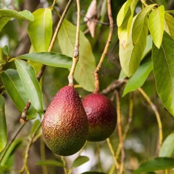 Miami_Red_Avocado_Butter_Fruit_Grafted_Plant_(1.5-2_Feet_Height)