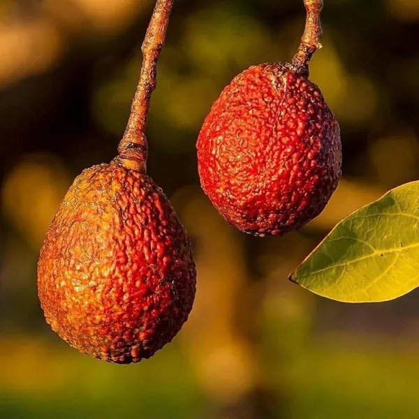 Miami_Red_Avocado_Butter_Fruit_Grafted_Plant_(1.5-2_Feet_Height)