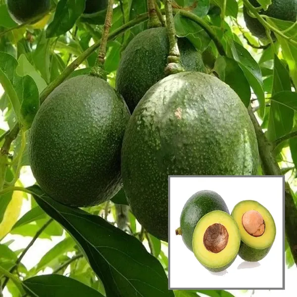 Monroe_Round_Avocado_Butter_Fruit_Grafted_Plant_(1.5-2_Feet_Height)