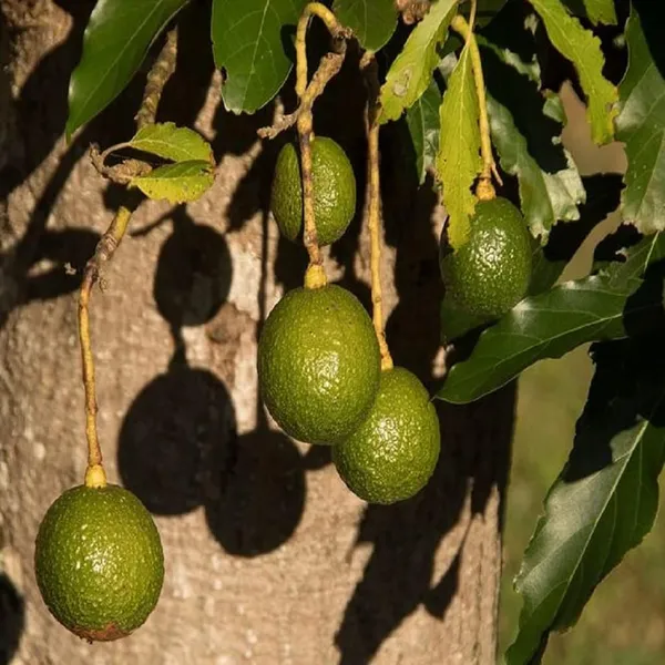 Monroe_Round_Avocado_Butter_Fruit_Grafted_Plant_(1.5-2_Feet_Height)