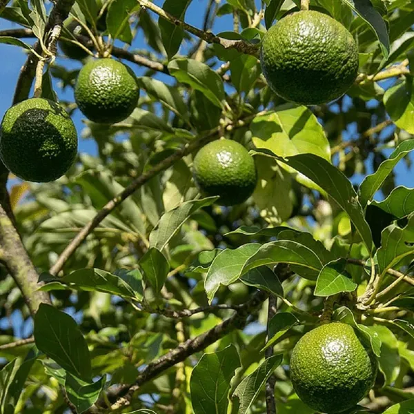 Monroe_Round_Avocado_Butter_Fruit_Grafted_Plant_(1.5-2_Feet_Height)
