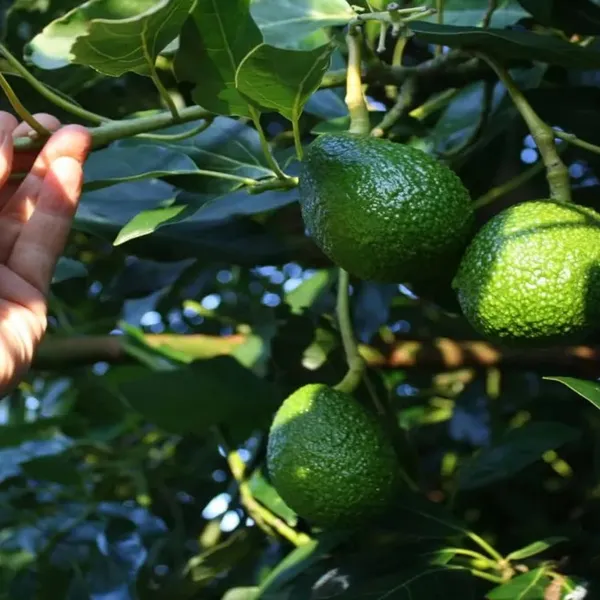 Monroe_Round_Avocado_Butter_Fruit_Grafted_Plant_(1.5-2_Feet_Height)