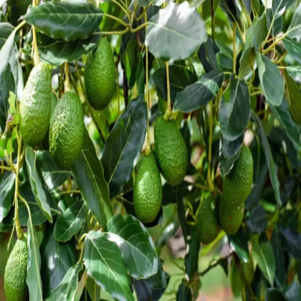 Hass_Avocado_Butter_Fruit_Grafted_Plant_(1.5-2_Feet_Height)