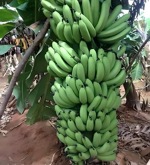 Grand_Naine_G9_Banana_Tissue_Caltured_Fruit_Fruit_Plant_(1.5-2_Feet_Height)