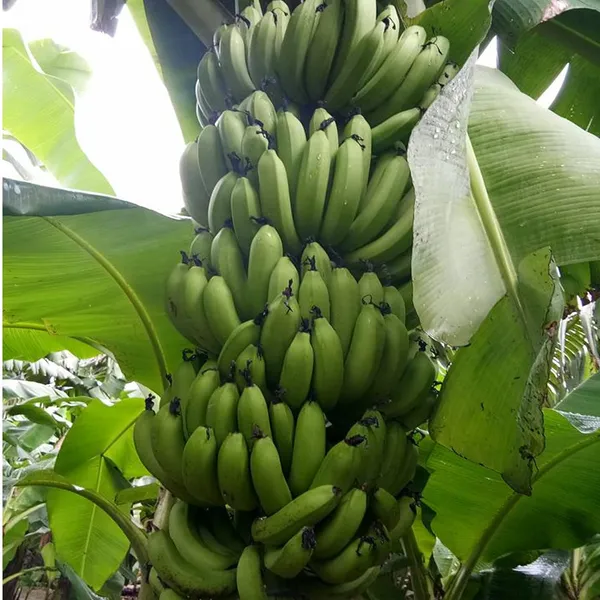 Grand_Naine_G9_Banana_Tissue_Caltured_Fruit_Fruit_Plant_(1.5-2_Feet_Height)