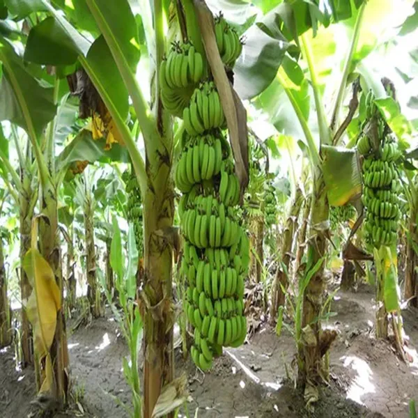 Grand_Naine_G9_Banana_Tissue_Caltured_Fruit_Fruit_Plant_(1.5-2_Feet_Height)