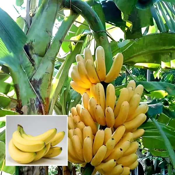 Singapuri_Banana_Tissue_Caltured_Fruit_Fruit_Plant_(1.5-2_Feet_Height)