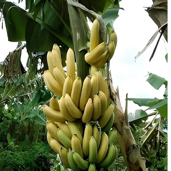 Singapuri_Banana_Tissue_Caltured_Fruit_Fruit_Plant_(1.5-2_Feet_Height)