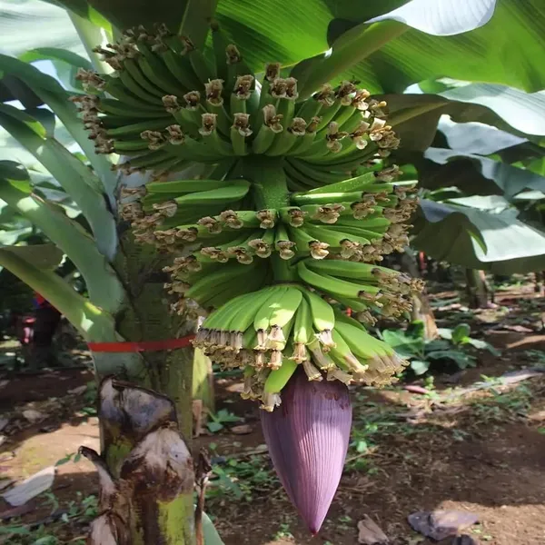 Singapuri_Banana_Tissue_Caltured_Fruit_Fruit_Plant_(1.5-2_Feet_Height)