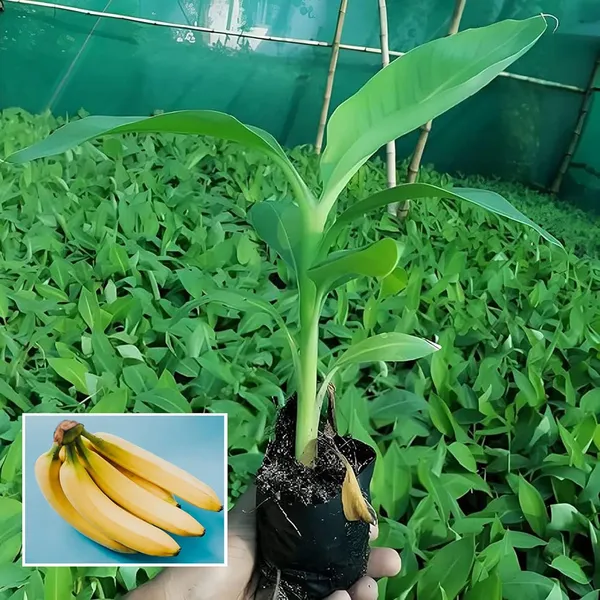 Singapuri_Banana_Tissue_Caltured_Fruit_Fruit_Plant_(1.5-2_Feet_Height)