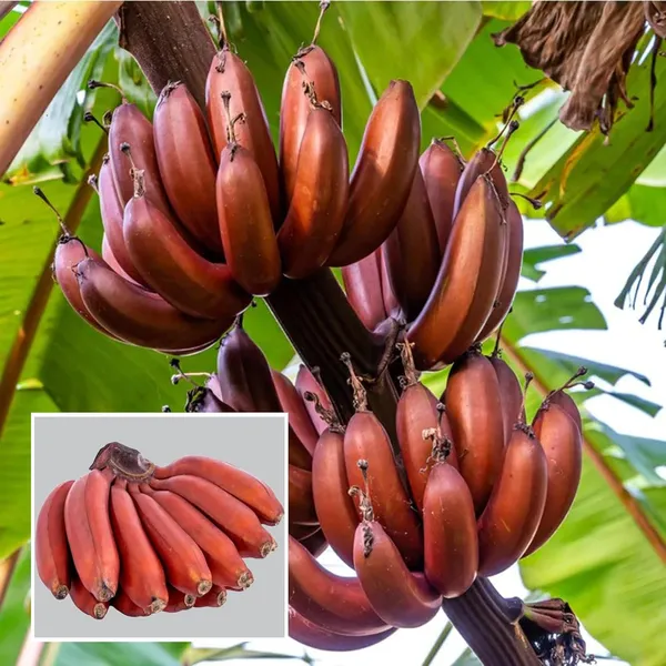 Red_Banana_Tissue_Caltured_Fruit_Fruit_Plant_(1.5-2_Feet_Height)