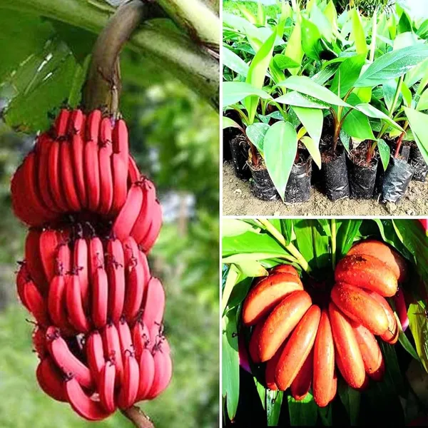 Red_Banana_Tissue_Caltured_Fruit_Fruit_Plant_(1.5-2_Feet_Height)