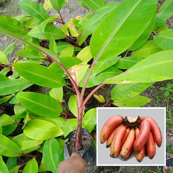 Red_Banana_Tissue_Caltured_Fruit_Fruit_Plant_(1.5-2_Feet_Height)