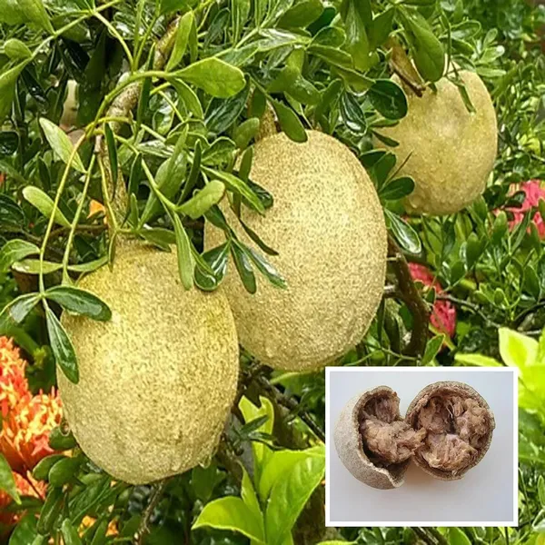 Thai_Wood_Apple_Kot_Bel_Grafted_Fruit_Plant_(1.5-2_Feet_Height)