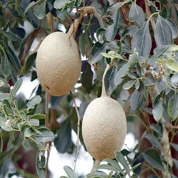 Thai_Wood_Apple_Kot_Bel_Grafted_Fruit_Plant_(1.5-2_Feet_Height)