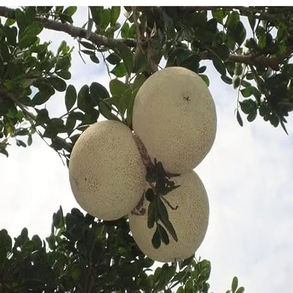 Thai_Wood_Apple_Kot_Bel_Grafted_Fruit_Plant_(1.5-2_Feet_Height)