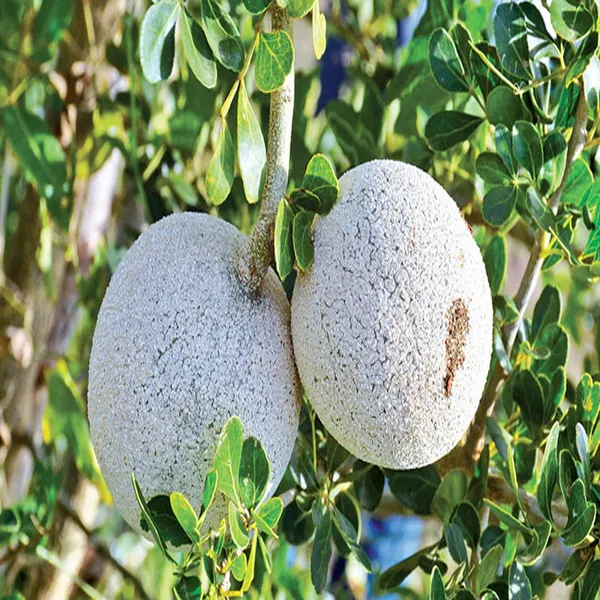 Thai_Wood_Apple_Kot_Bel_Grafted_Fruit_Plant_(1.5-2_Feet_Height)