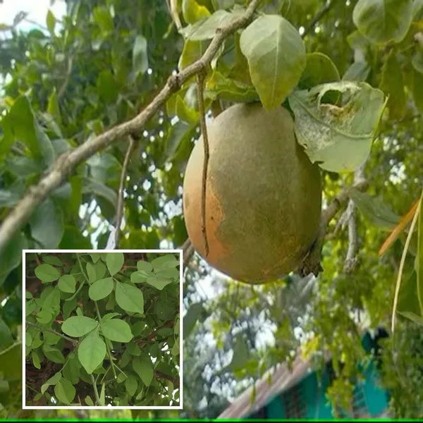 Bel_Bael_Bilva_Fruit_Plant_(1.5-2_Feet_Height)
